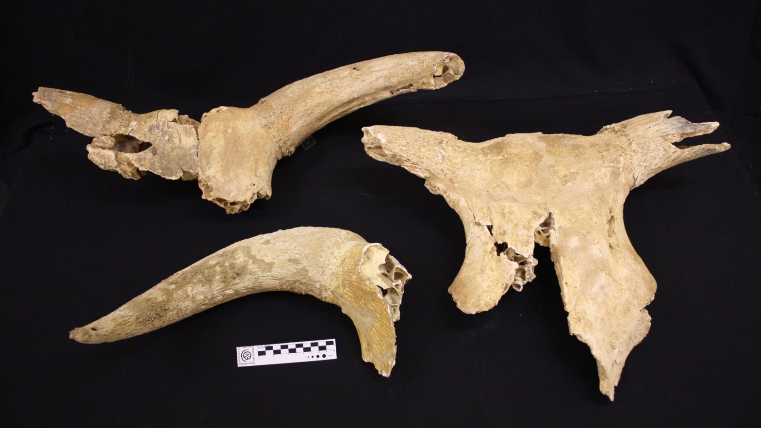 Some of the auroch bones found in a cave in Galicia, Spain. (Photo: UDC)