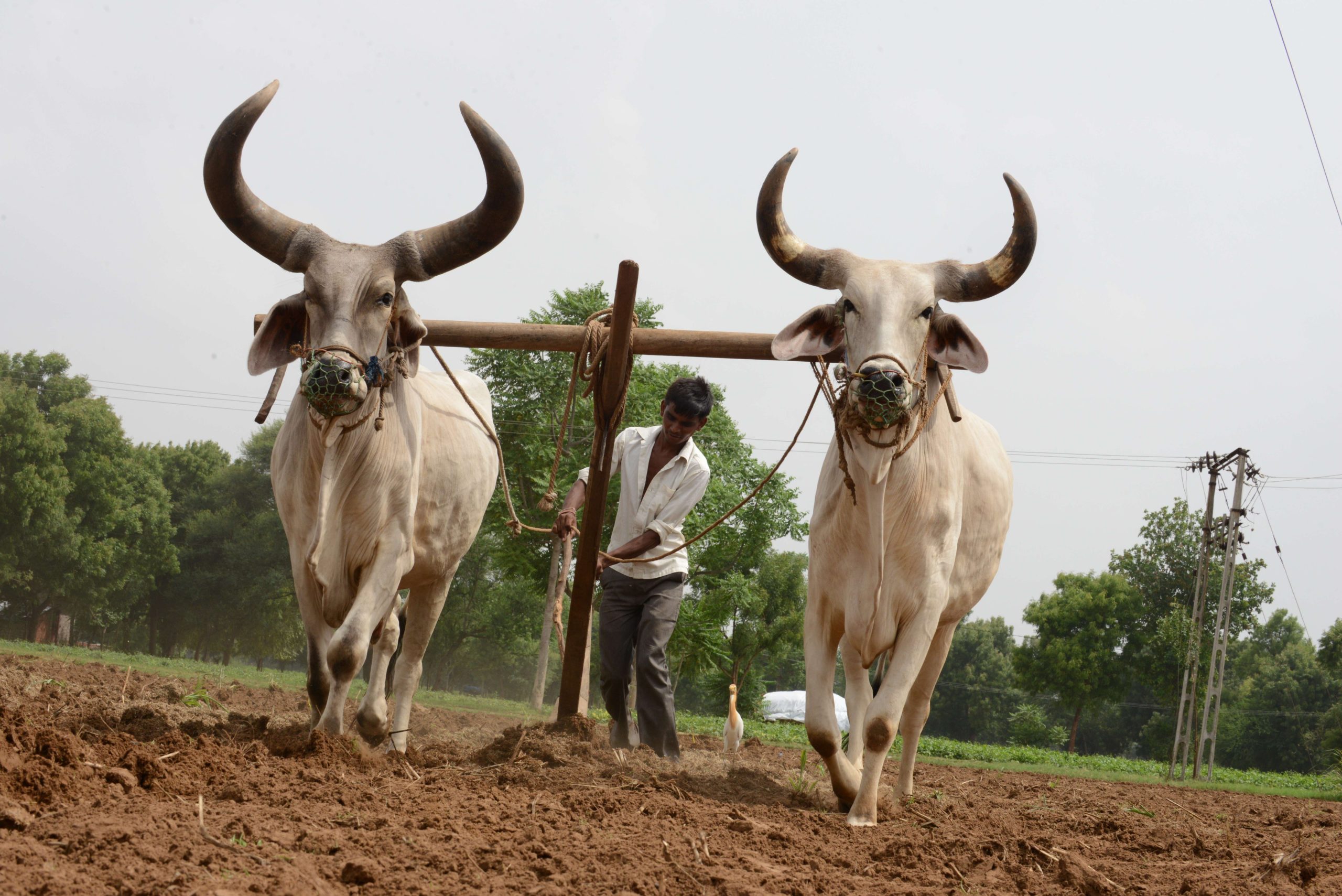 Two zebus, a modern aurochs relative, ploughing a field in Gujarat, India, in 2014. (Photo: SAM PANTHAKY/AFP via Getty Images, Getty Images)