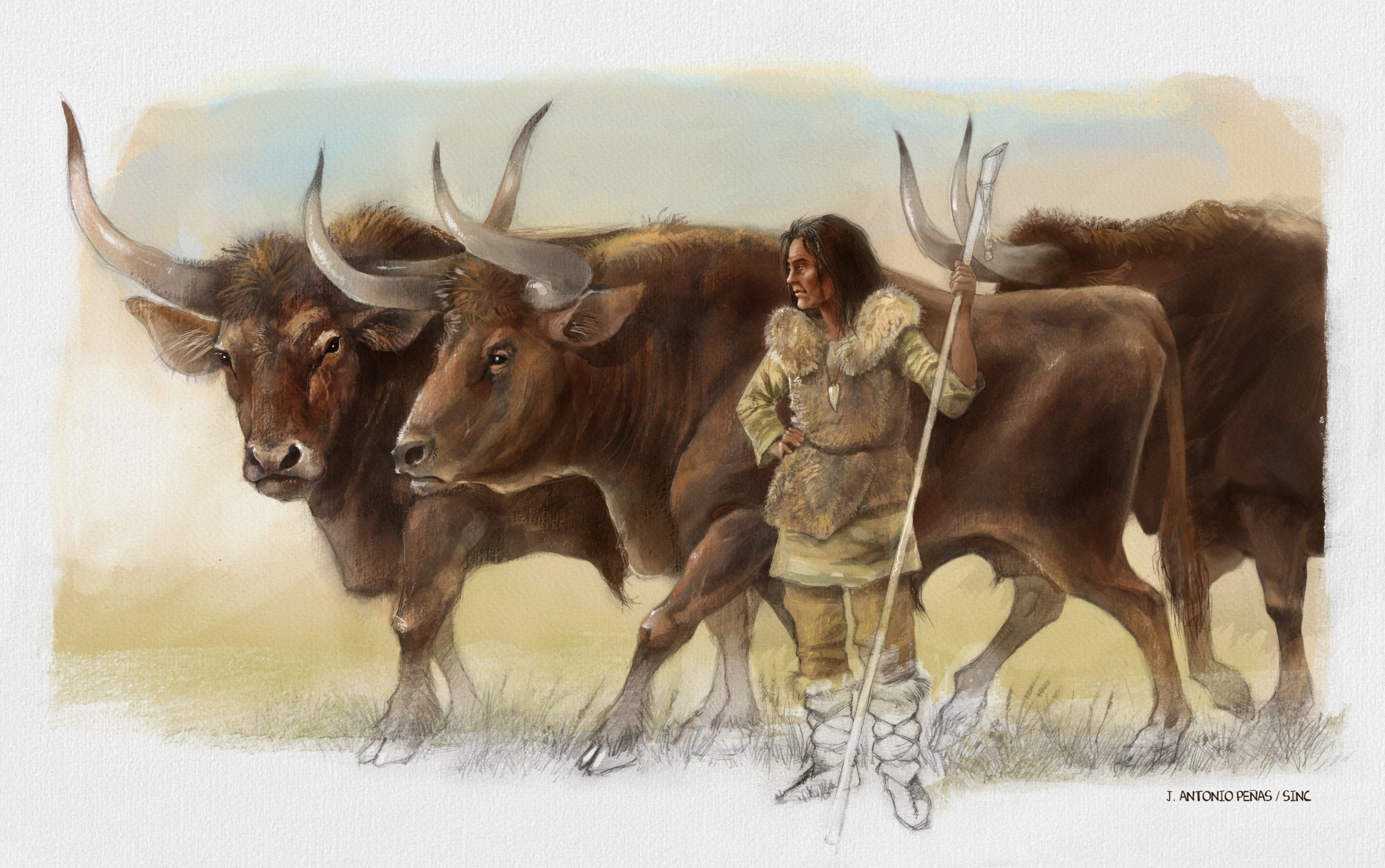 An artist's imagining of the Elba women with the three aurochs, whose bones were all found together in a Spanish cave. (Illustration: José Antonio Peñas (SINC))