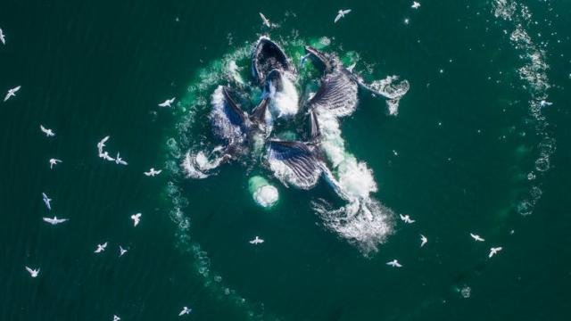 Humpback Whales Have Been Spotted ‘Bubble-Net Feeding’ For The First Time In Australia
