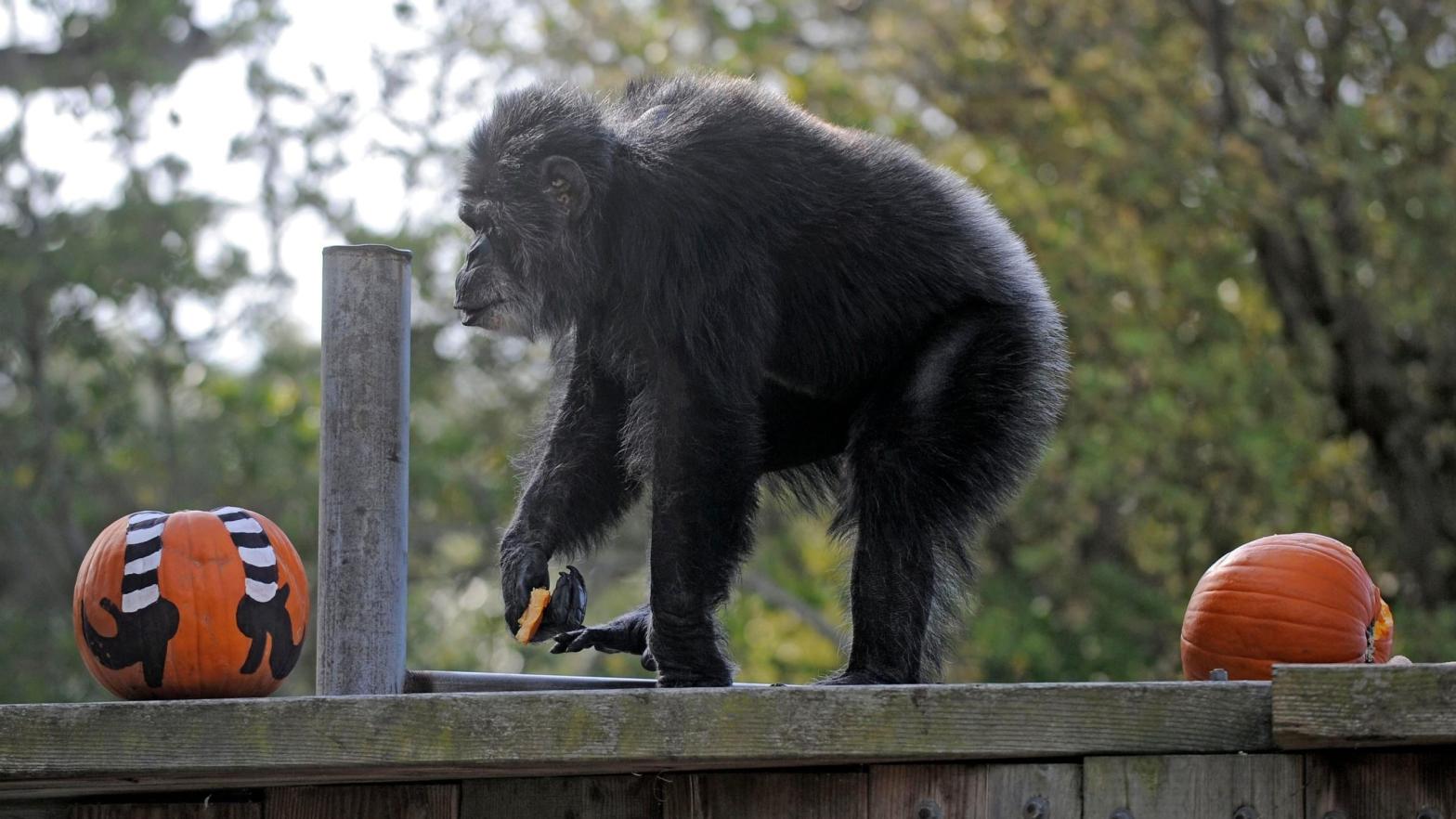 Cobby playing with pumpkins during the San Francisco Zoo's 'Boo at the Zoo' Halloween celebration, in a photo taken in October 2019. (Photo: Russel A. Daniels, AP)