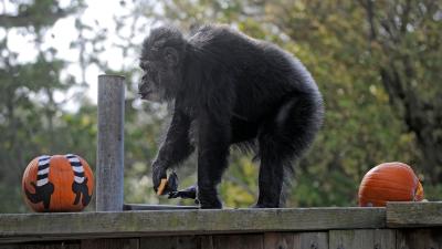 RIP Cobby, Oldest Male Chimp in the U.S., a ‘Charismatic and Compassionate Leader’
