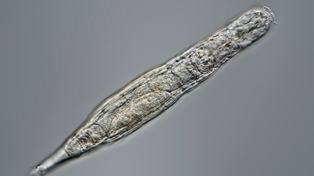 Frozen in Siberian Permafrost for 24,000 Years, Microscopic Animal Comes Back to Life