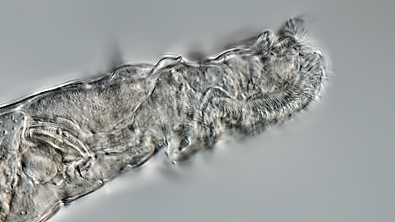Close-up view of the revived rotifer.  (Image: Michael Plewka)