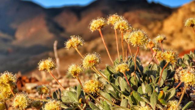 A Rare Flower Is Screwing Up Plans for a Nevada Lithium Mine