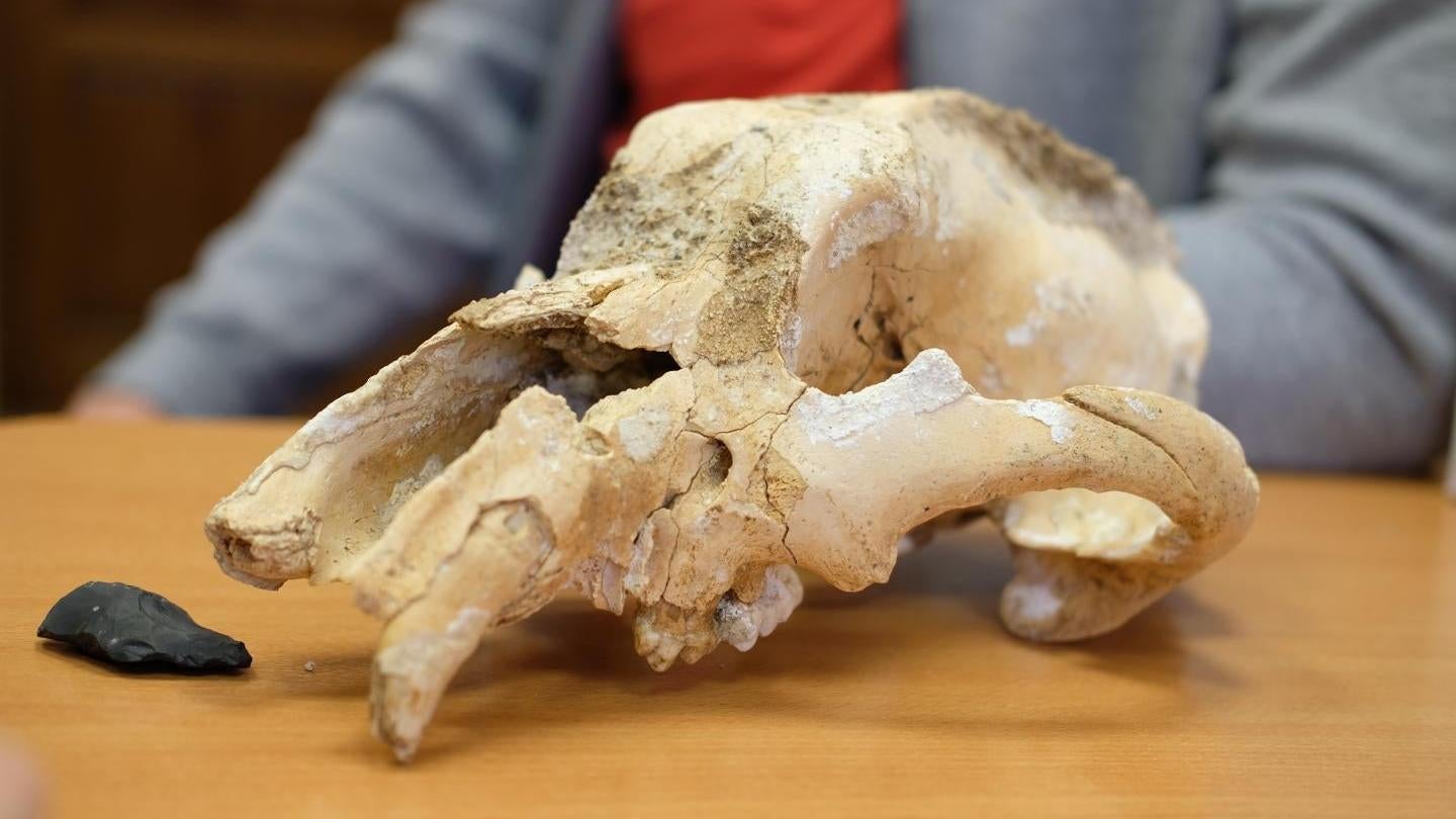 The recently discovered cave bear skull. (Photo: UrFU / Elizaveta Veretennikova)