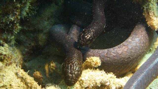 Moving From Land To Water Led to The Surprisingly Touchy Courtship Of Sea Snakes
