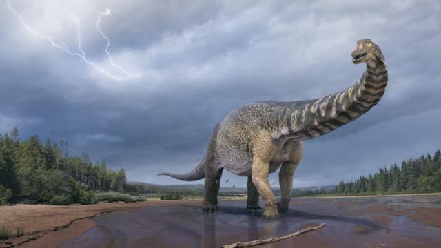 Introducing Australotitan: Australia’s Largest Dinosaur Yet Spanned The Length Of 2 Buses