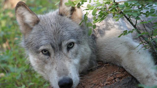 Birth of 3 Wolf Pups Means Colorado Has Its First Native Wolves Since the 1940s