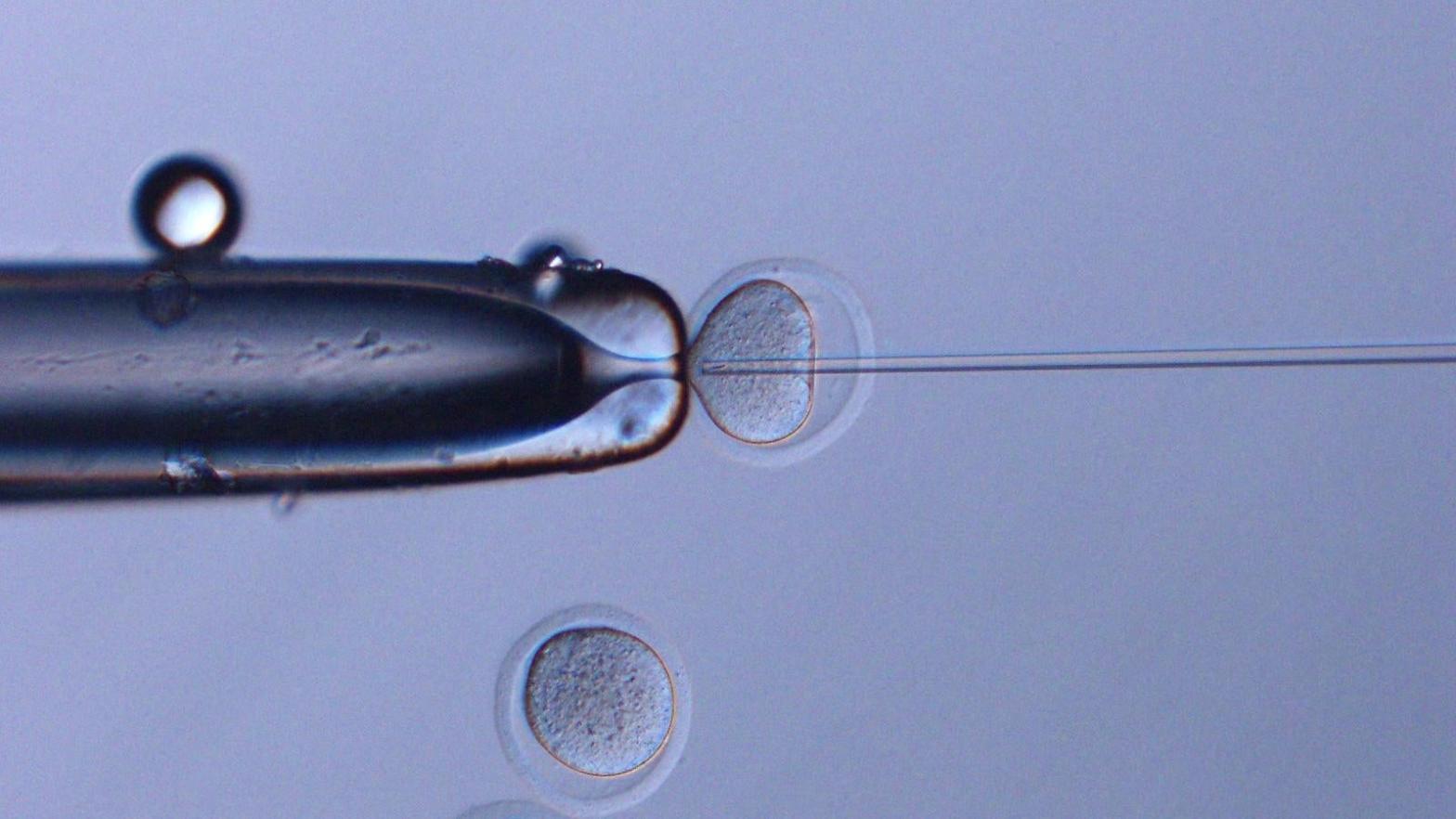 Space sperm being injected into mouse oocytes.  (Image: Teruhiko Wakayama, University of Yamanashi)
