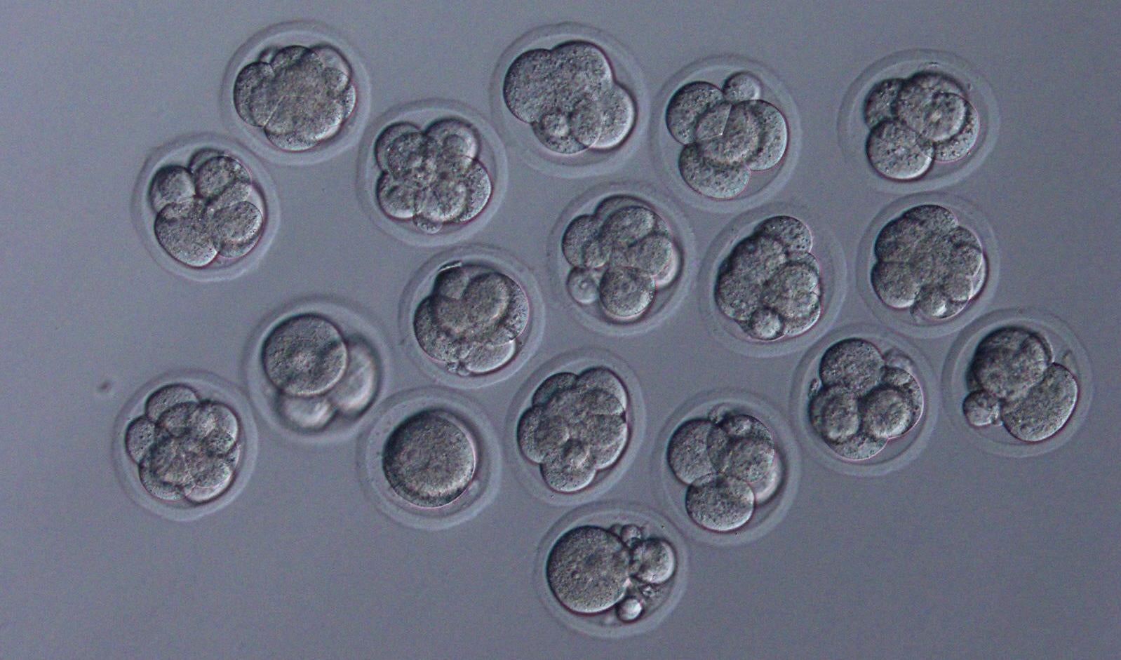 Embryos cultured to demonstrate whether those embryos can develop normally. This image shows good quality 8-cell stage embryos derived from the space sperm. (Image: Teruhiko Wakayama, University of Yamanashi)