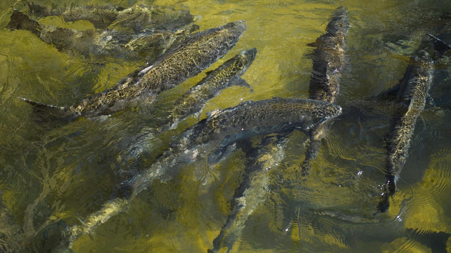 Chinook salmon. (Photo: Patrick T. Fallon, Getty Images)
