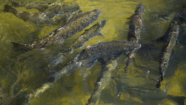 The Wild Plan to Save 17 Million Salmon From California’s Megadrought by Driving Them to Sea