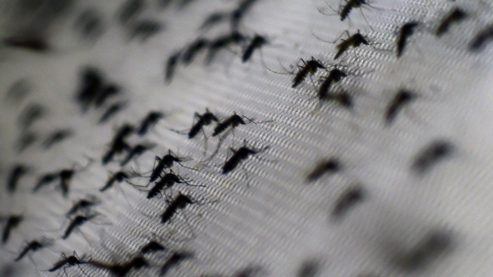 A photo of Aedes aegypti mosquitoes infected with the Wolbachia bacterium, taken at the Oswaldo Cruz foundation in Rio de Janeiro, Brazil, on October 2, 2014.  (Photo: Christophe Simon/AFP, Getty Images)