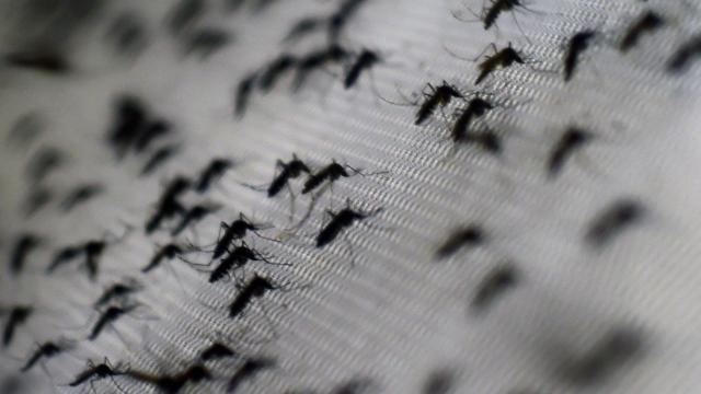A ‘Breakthrough’ Trial Used Bacteria-Infected Mosquitoes to Stamp Out Dengue