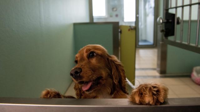 U.S. Health Authority to Ban Dogs From 113 Countries for a Year Over Rabies Fears