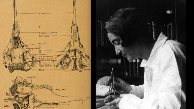 Remembering Tilly Edinger, The Pioneering ‘Brainy’ Woman Who Fled Nazi Germany And Founded Palaeoneurology
