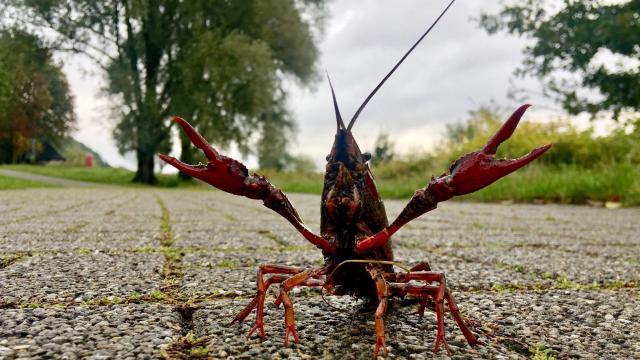 Antidepressants in Our Water Make Crayfish Go Buck Wild