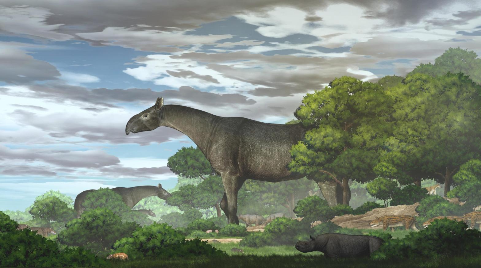 Artist's interpretation of the newly discovered giant rhino.  (Image: Yu Chen)