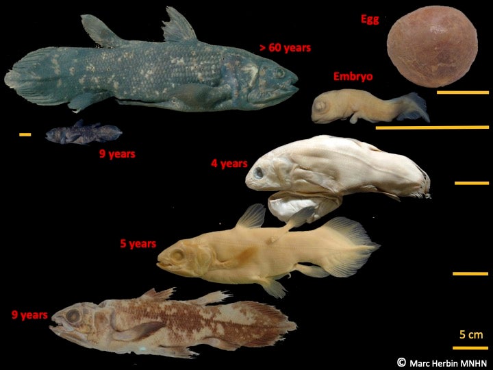 The coelacanth development stages. (Graphic: Marc Herbin MNHN)