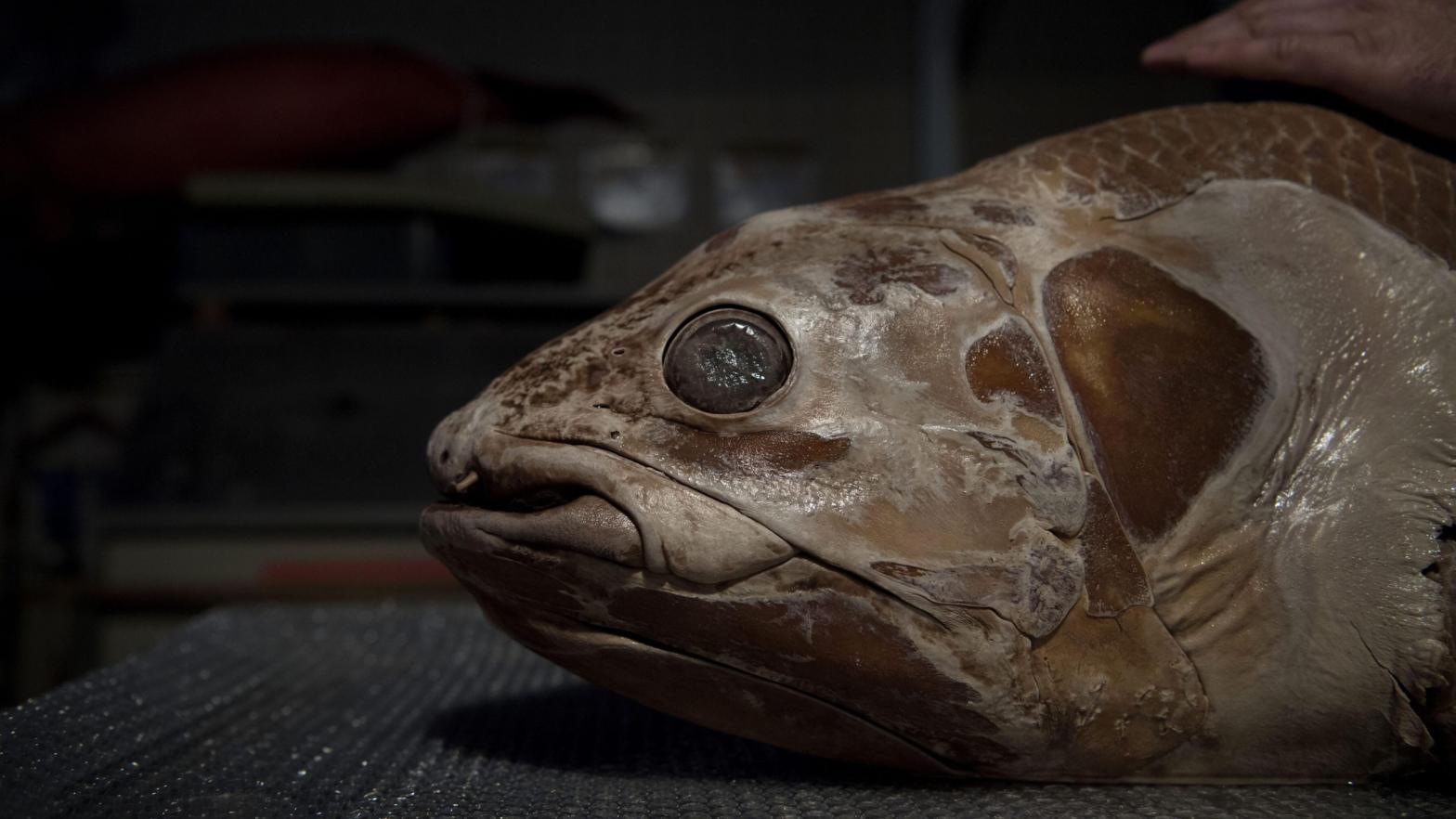 A coelacanth from Paris' Museum d'Histoire Naturelle, from which the team sourced some of its scales. (Photo: CHRISTOPHE ARCHAMBAULT/AFP via Getty Images, Getty Images)