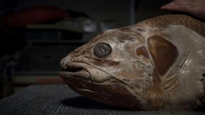 Ghostly Deep Sea Fish Surprises Scientists Again — It Can Live for 100 Years