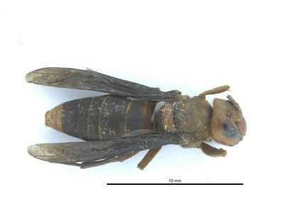 The found murder hornet body. (Photo: Washington State Department of Agriculture)