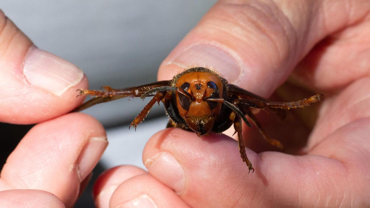 A sample specimen of a dead Asian Giant Hornet from Japan, also known as a murder hornet, is held by a pest biologist from the Washington State Department of Agriculture on July 29, 2020 in Bellingham, Washington. (Photo: Karen Ducey, Getty Images)
