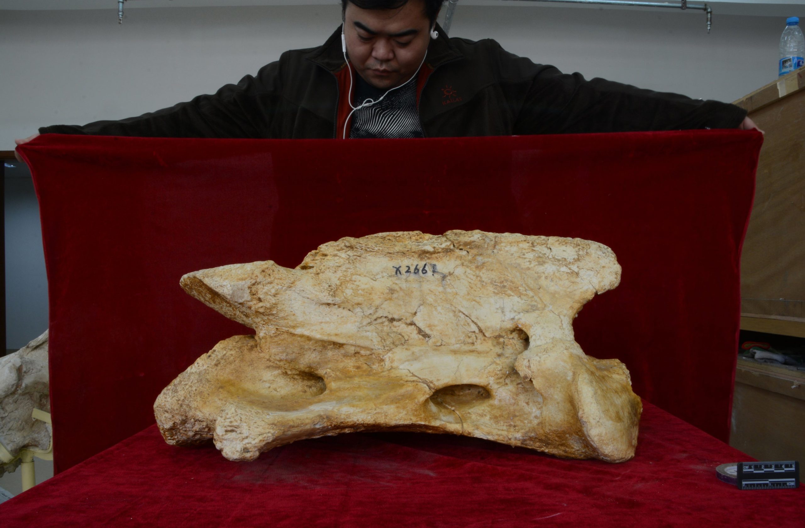 The enormous axis (the first cervical vertebra of the spine) of the giant rhino Paraceratherium linxiaense. (Image: Tao Deng)