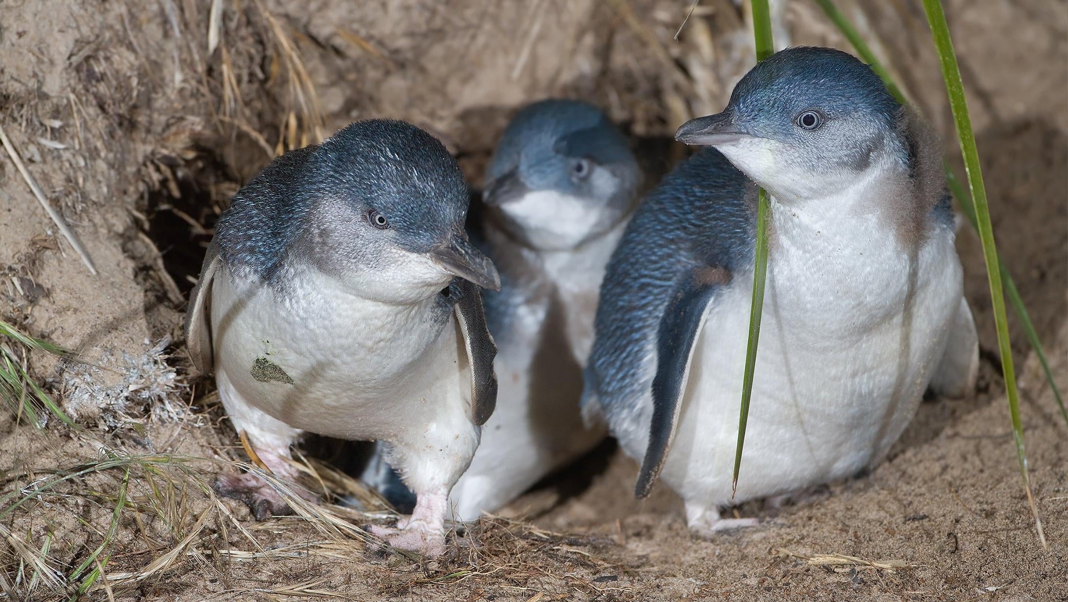 Conservation Project Goes Awry as Tasmanian Devils Start Killing Penguins