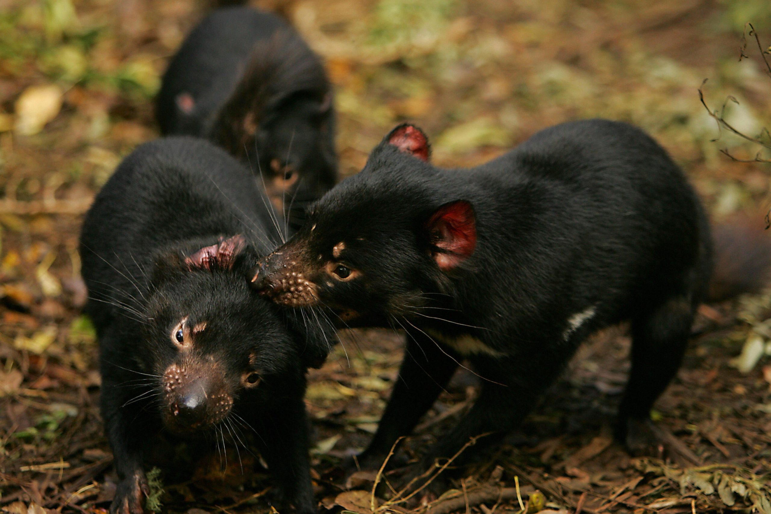 Devils spread their facial disease through biting one another in social and mating scenarios. (Photo: ANOEK DE GROOT/AFP, Getty Images)