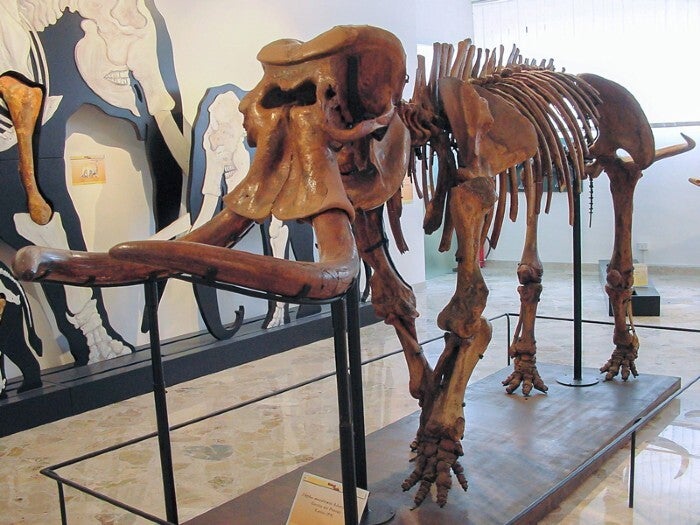 Reconstruction of an almost complete dwarf elephant skeleton found in the Puntali cave.  (Photo: Archives of the Gemmellaro Geological Museum)