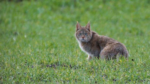 Chinese Mountain Cat Is Fully Wild Despite Its Cuddly Appearance, DNA Shows