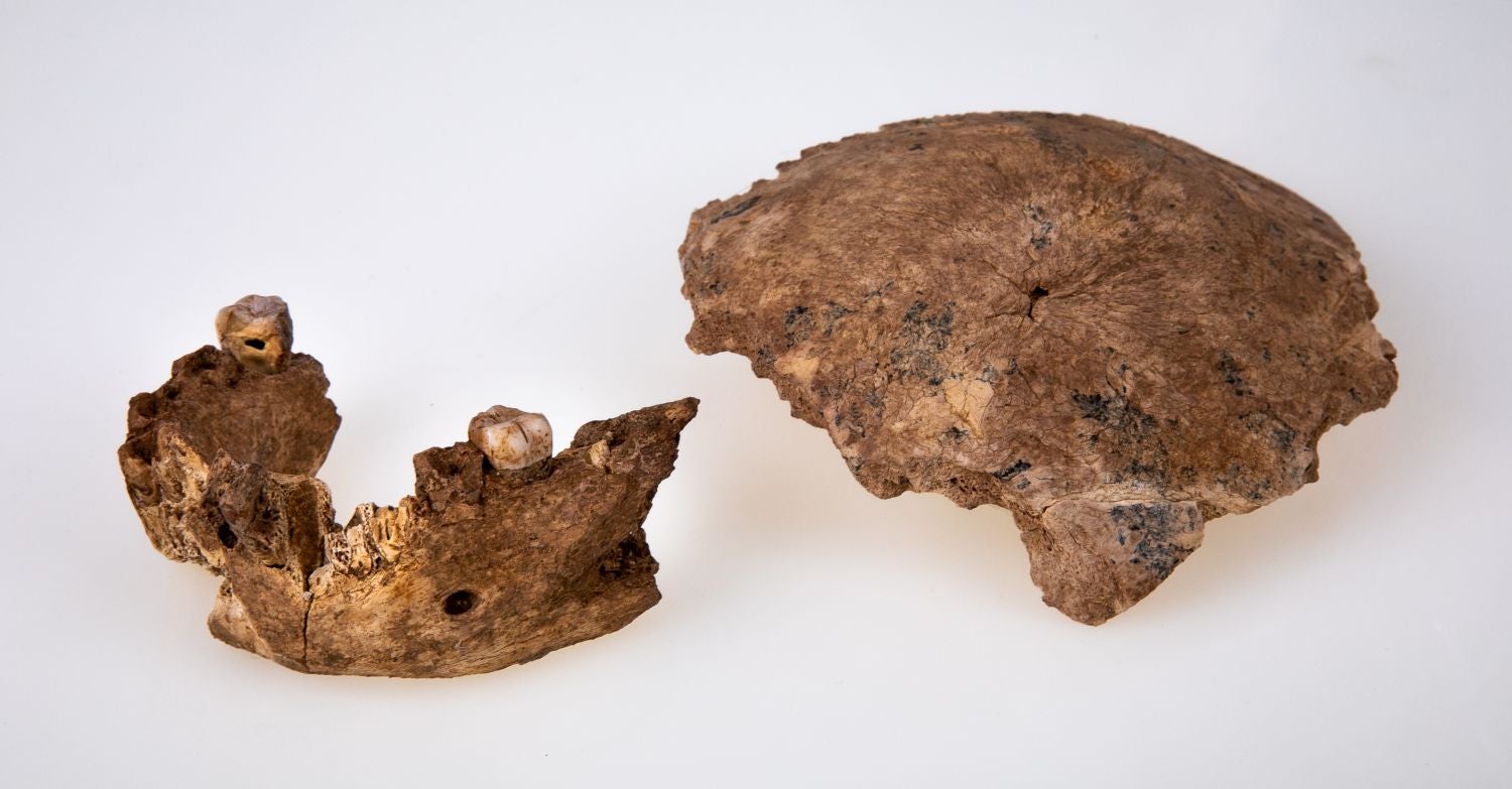 The Nesher Ramla skullcap and jawbone. (Image: Tel Aviv University)