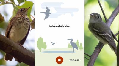 New Shazam for Birds Will Identify That Chirping for You