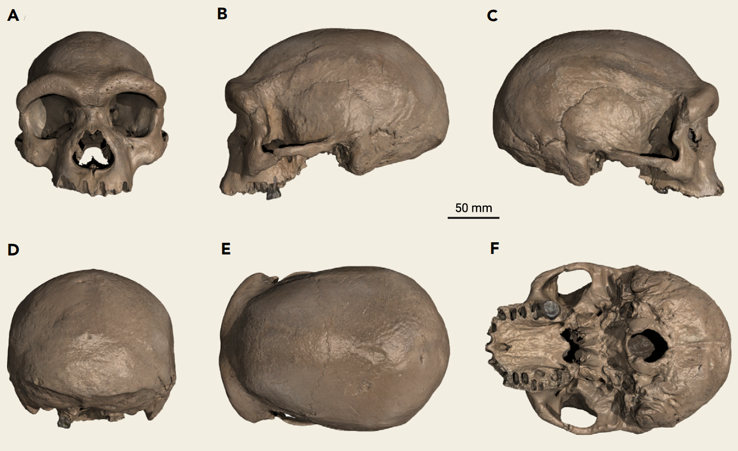 Digital reconstruction showing the Harbin skull from multiple angles. (Image: Xijun Ni et al., 2021/The Innovation)