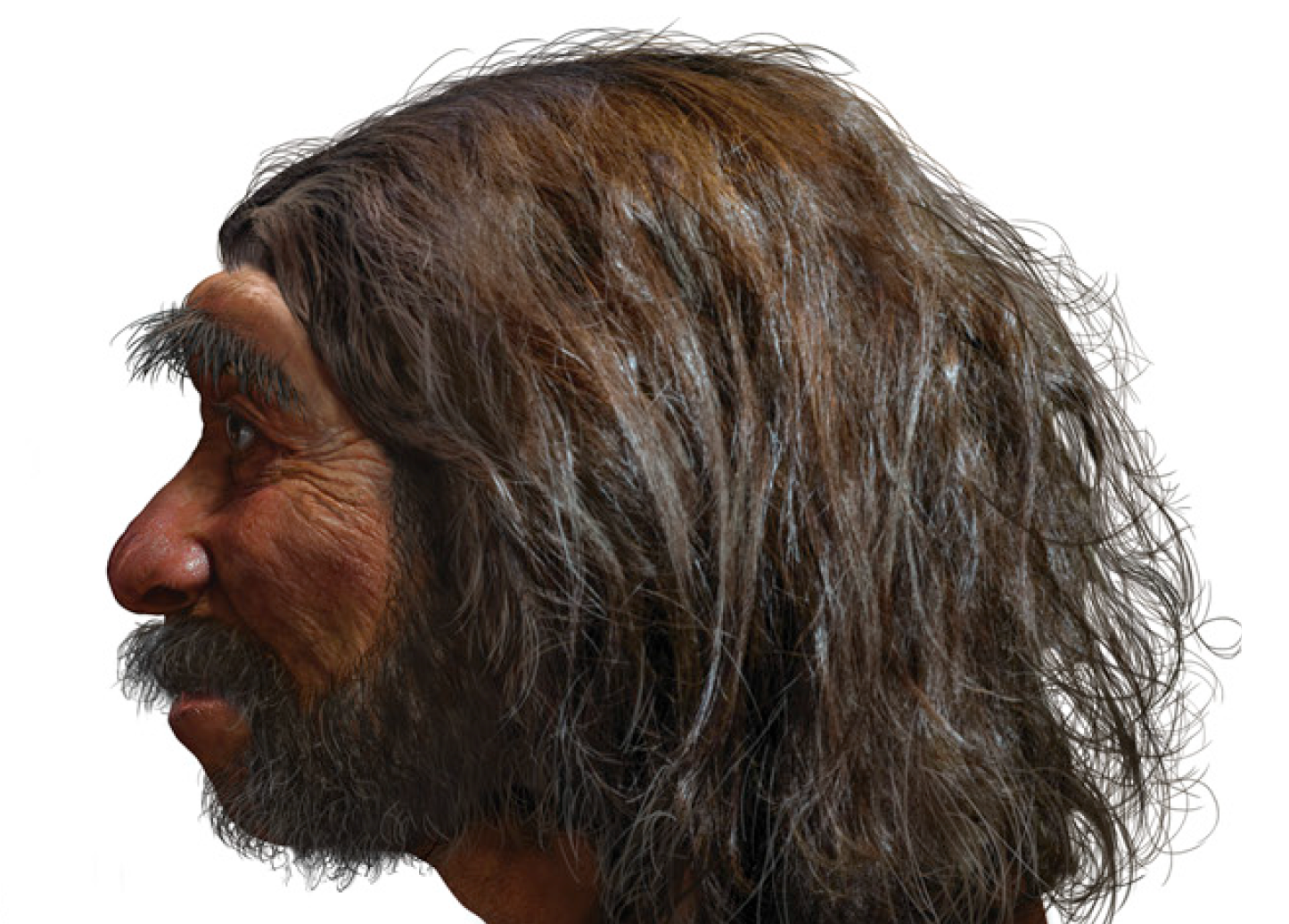 Reconstructed side view of Dragon Man. (Image: Xijun Ni et al., 2021/The Innovation)