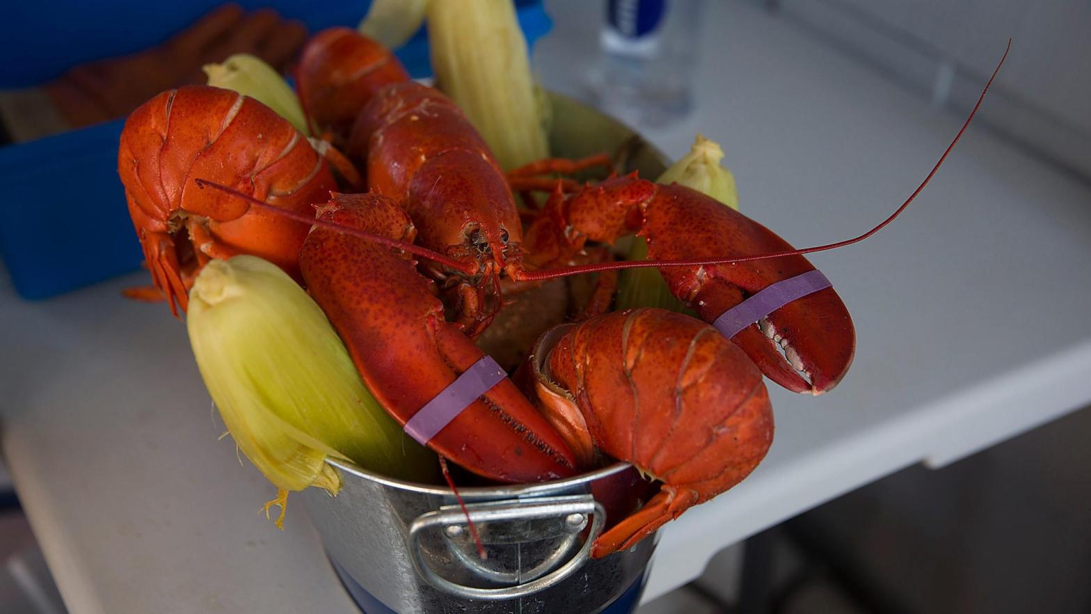 File photo of a lobster in Bar Harbour, Maine, something that would not be allowed in Maine's Tricentennial Time Capsule because it's perishable. (Photo: Joe Raedle, Getty Images)