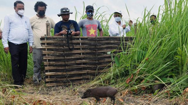 World’s Smallest Hogs Released Into Wild