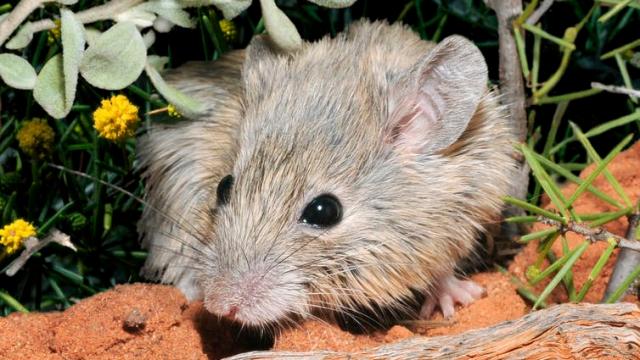This Adorable Mouse Was Considered Extinct For Over 100 Years — Until We Found It Hiding In Plain Sight