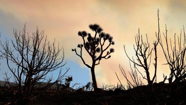 Couple Fined $23,000 for Digging Up 36 Endangered Joshua Trees in California