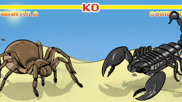 Ever Wondered Who’d Win In A Fight Between A Scorpion And Tarantula? A Venom Scientist Explains