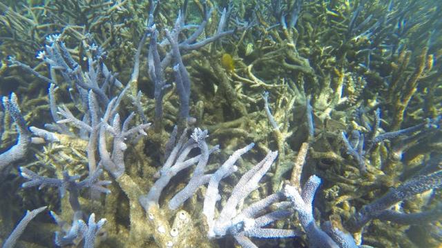 Is Australia Really Doing Enough For The Great Barrier Reef? Why Criticisms Of UNESCO’s ‘In Danger’ Recommendation Don’t Stack Up
