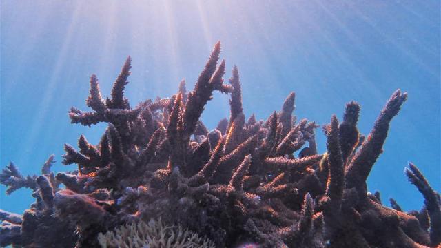 Almost 60 Coral Species Around Lizard Island Are ‘Missing’ – And A Great Barrier Reef Extinction Crisis Could Be Next