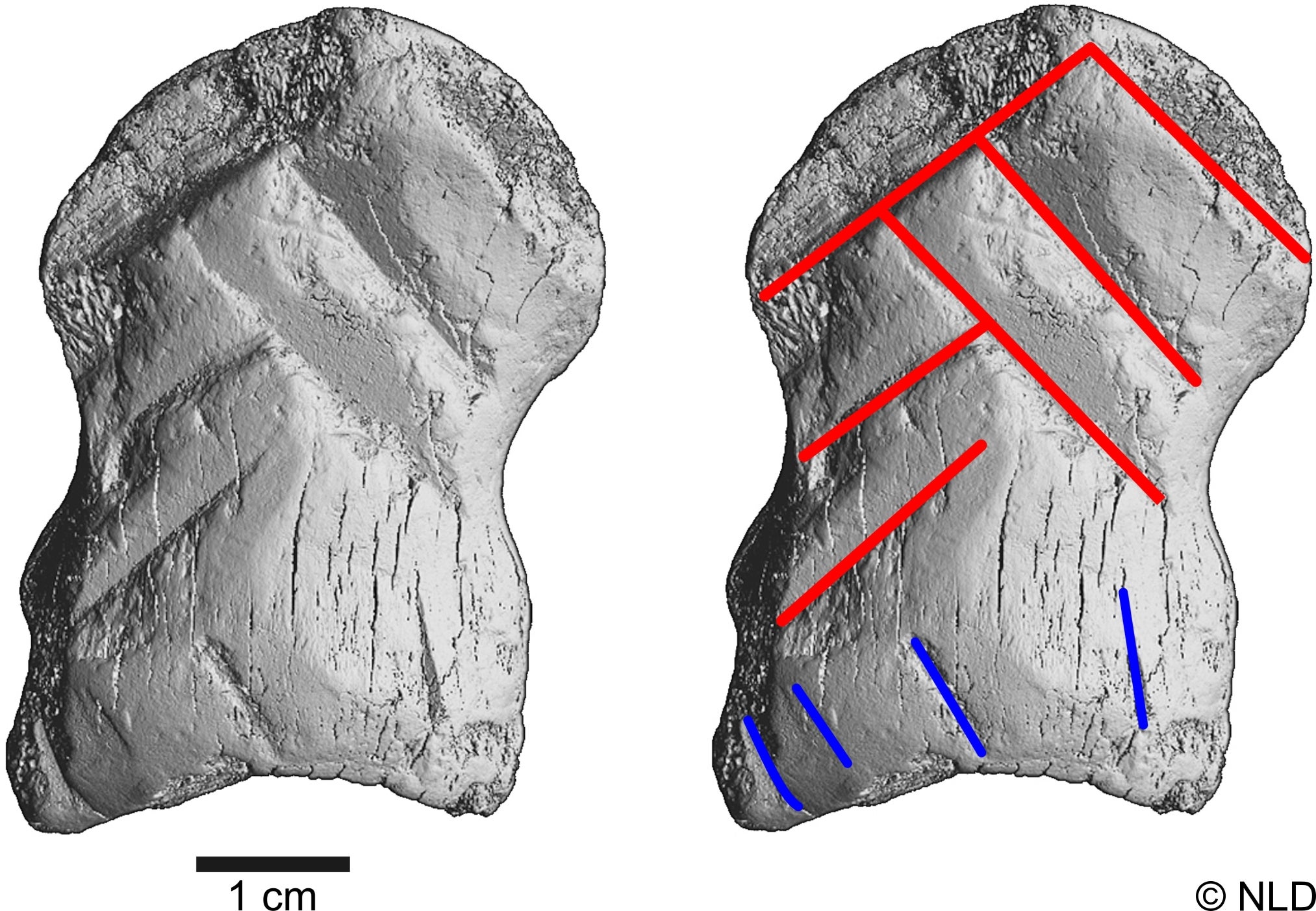 Greyscale images made from micro-CT scans of the relic. A total of 10 etchings were found on the bone, six of which (shown in red) were used to create the chevron pattern. (Image: NLD)