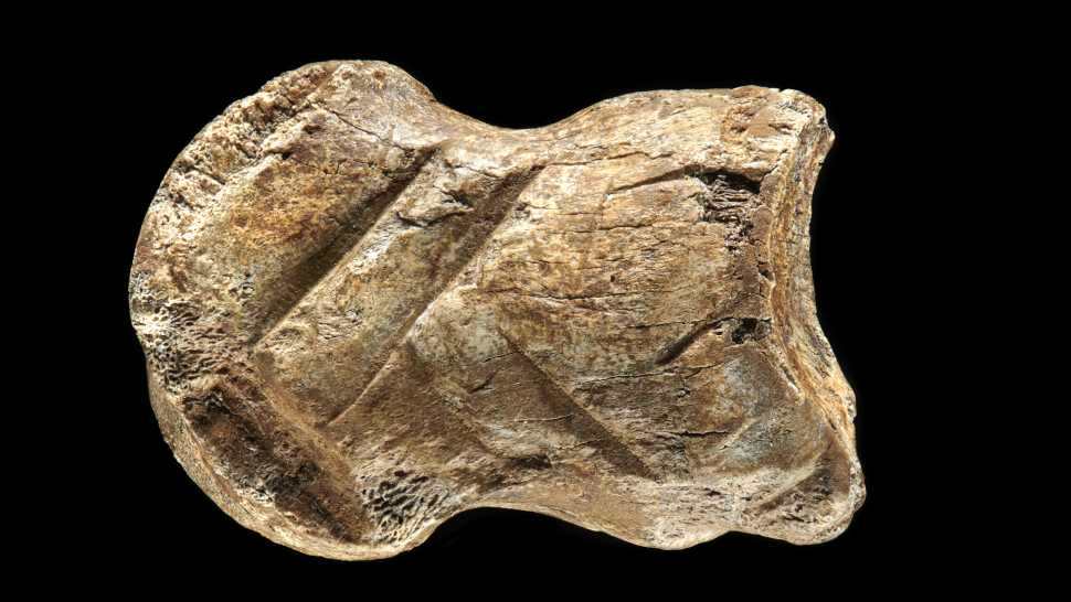 The Neanderthal bone carving.  (Image: V. Minkus/NLD)
