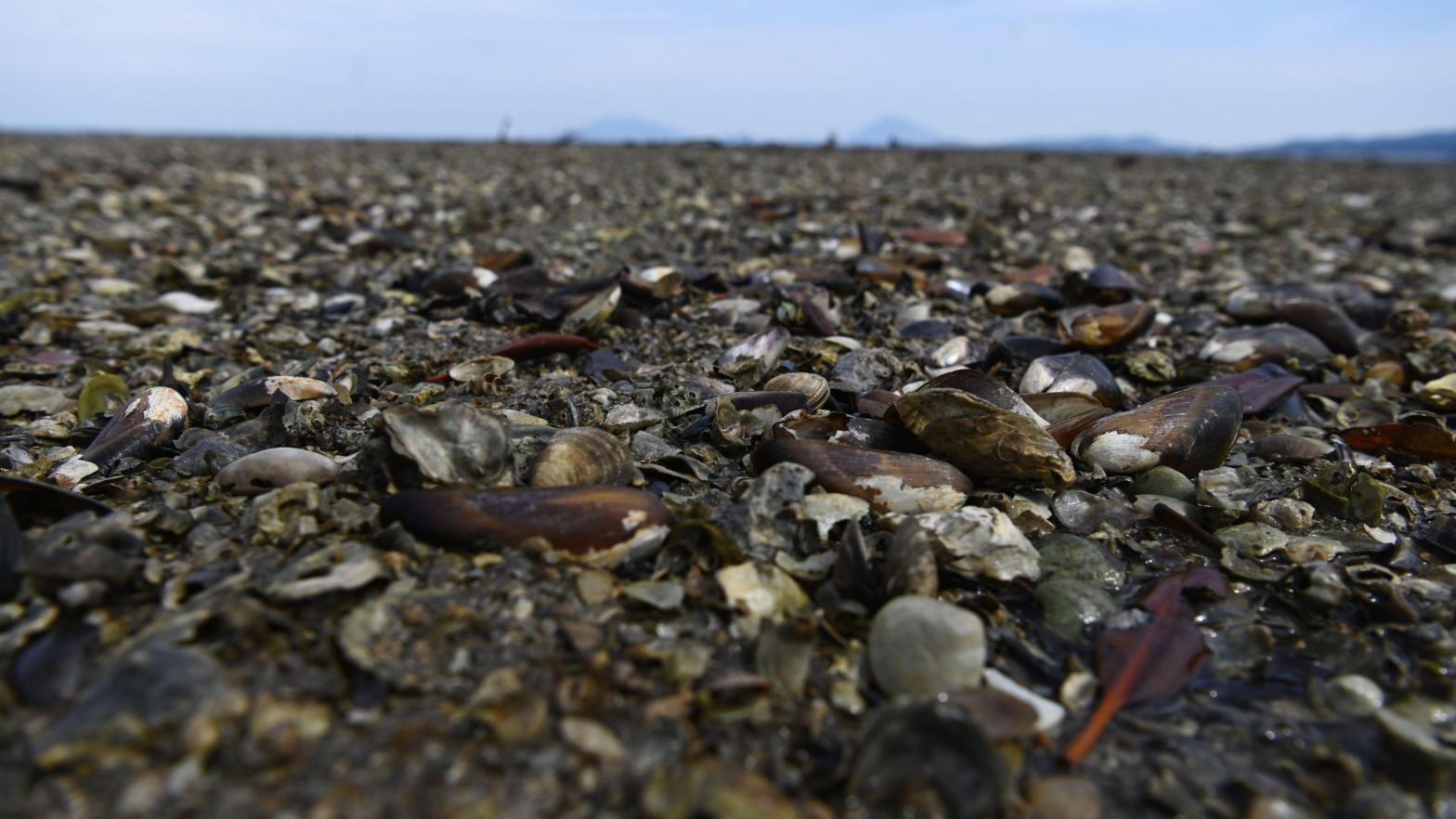 A view of dead mollusks in Conchagua, El Salvador, on November 19, 2019. A similar scene played out in British Columbia this past week. (Photo: Marvin Recinos/AFP, Getty Images)