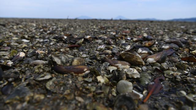 An Estimated 1 Billion Sea Creatures Cooked to Death in the Pacific Northwest Heat Wave