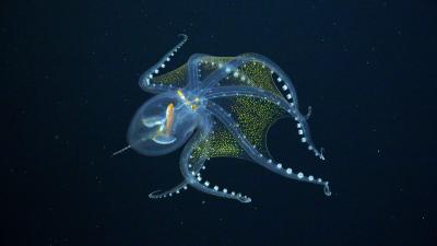 6 Surreal Views of Newly Discovered Deep Sea Creatures