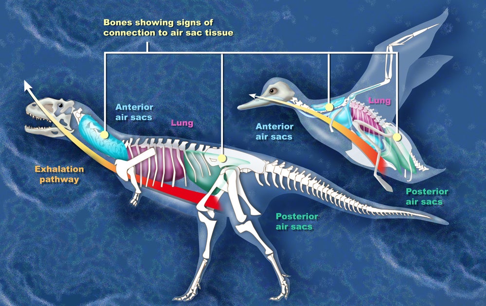 Comparison between the air sacs of Majungasaurus and a duck.  (Graphic: Zina Deretsky/NSF)